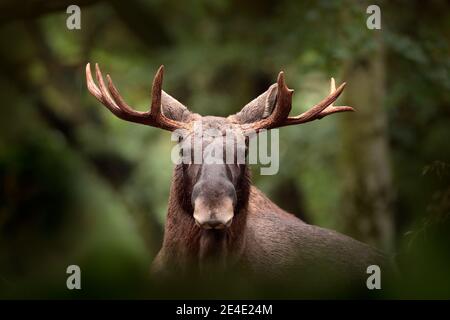 Elche oder Eurasischer Elch, Alces alces im dunklen Wald während regnerischer Tage. Schönes Tier in der Natur Lebensraum. Wildlife-Szene aus Schweden. Stockfoto