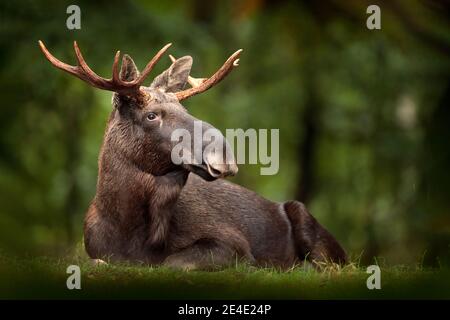 Elche oder Eurasischer Elch, Alces alces im dunklen Wald während regnerischer Tage. Schönes Tier in der Natur Lebensraum. Wildlife-Szene aus Schweden. Stockfoto