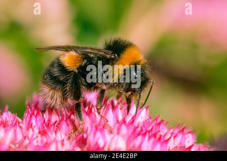 Bienenzucht auf einem rosa Sedum in einem englischen Garten Stockfoto