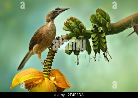 Behelmter Friarbird, Philemon buceroides, schöner Vogel, der auf der Banane im grünen Wald sitzt, Indonesien in Asien. Friarbird in der Natur ha Stockfoto