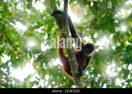 Spinnenaffe auf Baumkrone. Grüne Tierwelt von Costa Rica. Schwarzhand-Spinnenaffe sitzt auf dem Baumzweig im dunklen tropischen Wald. Anima Stockfoto