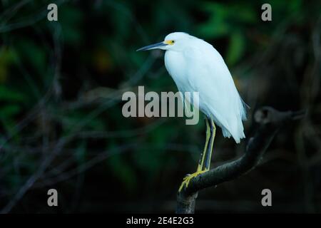 Weiße Vögel auf dem Baum. Weiße Reiher fliegen über der Wasseroberfläche im grünen Tropenwald. Vogelbeobachtung in der Tierwelt Trinidad. Reisen im Stockfoto