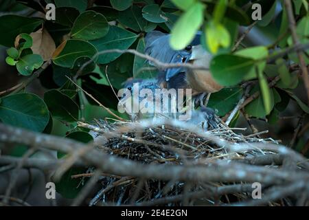 Vogel versteckt im Nest, Mangrovenvegetation auf der Natur. Boat-Billed Reiher, Cochlearius cochlearius, sitzt auf dem Ast in der Nähe des Flusses Water, Co Stockfoto