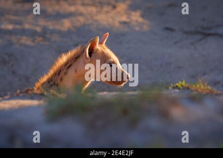 Junge Hyäne-Welpen, Abendlicht bei Sonnenuntergang. Hyäne, Detailportrait. Gefleckte Hyäne, Crocuta crocuta, wütendes Tier in der Nähe des Wasserlochs, schöne Abendsonne Stockfoto