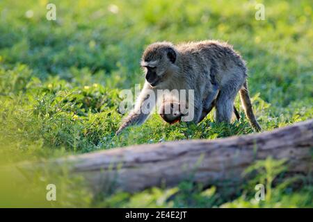 Affe - Mutter mit jungen Babe. Wildlife-Szene aus der Natur. Affe in grün. Vervet Affe, Chlorocebus pygerythrus, Porträt von grau und schwarz Gesicht Stockfoto