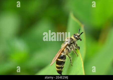 - Scoliide Wespe. Stockfoto