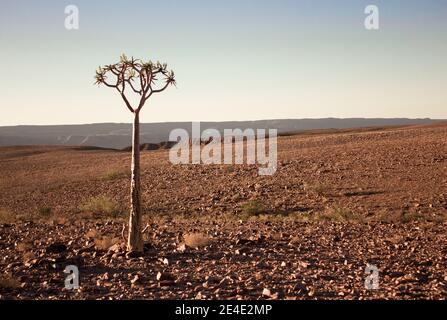 Einsamer Baum mitten in der Wüste Stockfoto