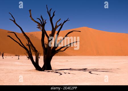 Versteinerter Baum mitten in der Wüste in Afrika Stockfoto