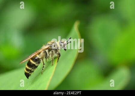 - Scoliide Wespe. Stockfoto