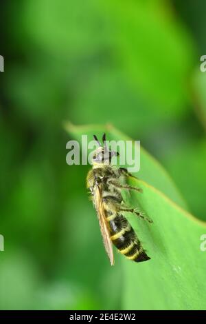 - Scoliide Wespe. Stockfoto