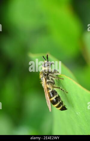 - Scoliide Wespe. Stockfoto