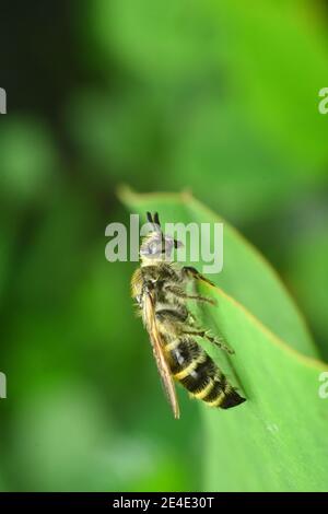 - Scoliide Wespe. Stockfoto