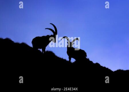 Steinbock Kampf auf dem Felsen. Alpine Ibex, Capra Steinbock, Tiere in der Natur Lebensraum, Frankreich. Nacht auf dem hohen Berg. Schöne Berglandschaft mit zwei ein Stockfoto