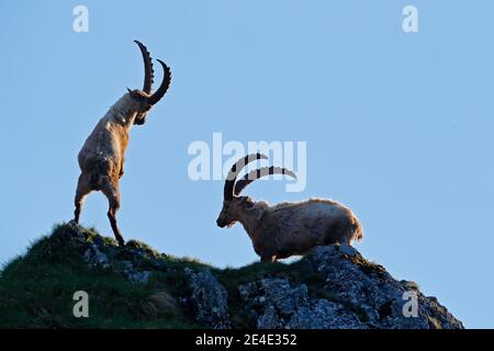 Steinbock Kampf auf dem Felsen. Alpine Ibex, Capra Steinbock, Tiere in der Natur Lebensraum, Frankreich. Nacht auf dem hohen Berg. Schöne Berglandschaft mit zwei ein Stockfoto