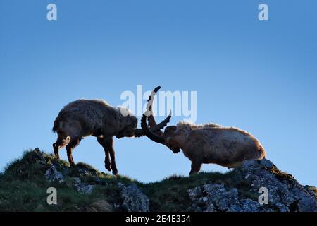 Steinbock Kampf auf dem Felsen. Alpine Ibex, Capra Steinbock, Tiere in der Natur Lebensraum, Frankreich. Nacht auf dem hohen Berg. Schöne Berglandschaft mit zwei ein Stockfoto