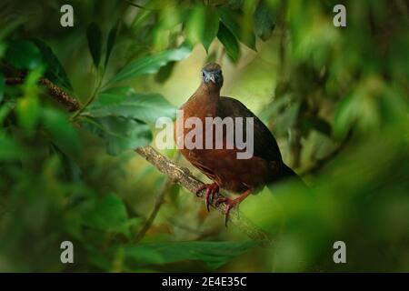 Band-tailed Guan, Penelope argyrotis, seltener Vogel aus dunklem Wald Santa Marta Berg, Kolumbien. Vogelbeobachtung in Südamerika. Wildife Szene in der Natur Stockfoto