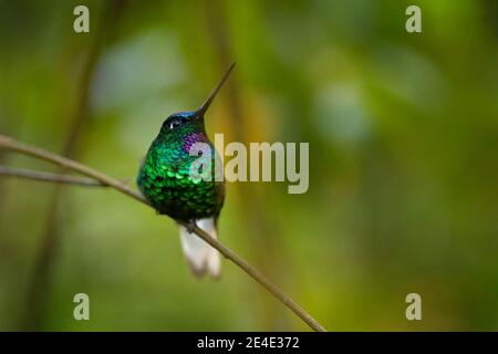 Weißschwanzstarfrontlet, Coeligena phalerata, endemischer Kolibri in Santa Marta in Kolumbien. Vogel mit dunkelgrünem Hintergrund, Kolumbien. Glänzender Vogel Stockfoto