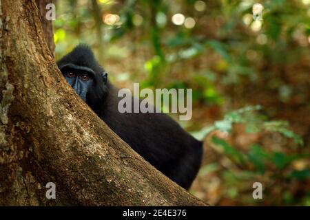 Affe im dunklen Wald. Celebes Crested Macaque, Macaca nigra, sitzen in der Natur Lebensraum, Tierwelt aus Asien, Natur von Tangkoko auf Sulawesi, Indonisch Stockfoto