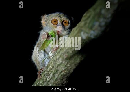 Spectral Tarsier, Tarsius Spektrum, Porträt von seltenen nachtaktiven Tier mit abgetöteten grünen Heuschrecke, im großen Ficusbaum, Tangkoko Nationalpark o Stockfoto