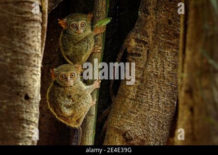 Spectral Tarsier, Tarsius-Spektrum, verborgenes Porträt seltener nachtaktiver Tiere, in großem Ficus-Baum, Tangkoko-Nationalpark auf Sulawesi, Indonesien. Fam Stockfoto