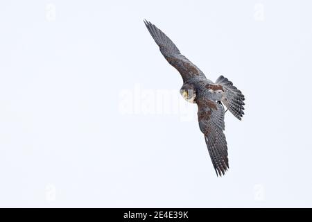 Flug von Peregrine Falcon. Greifvogel mit offenen Flügeln. Weißer Himmel im Hintergrund. Action-Szene im Naturlebensraum, Deutschland. Wildtierszene f Stockfoto