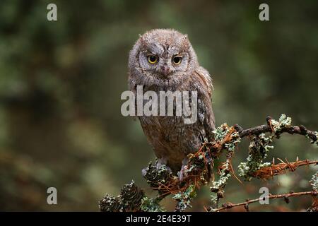 Scops Eule, Otus Scops, sitzend auf einem Ast im dunklen Wald. Tierwelt Tierszene aus der Natur. Kleiner Vogel, Eule Nahaufnahme Detail Porträt in Stockfoto