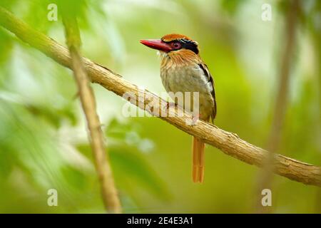 Fliederwulst Eisvogel, Cittura cyanotis, sitzt auf dem Ast im grünen tropischen Wald. Schöner Jungle Eisvogel, Wildlife-Szene aus der Natur Stockfoto