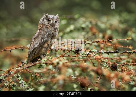 Scops Eule, Otus Scops, sitzend auf einem Ast im dunklen Wald. Tierwelt Tierszene aus der Natur. Kleiner Vogel, Eule Nahaufnahme Detail Porträt in der Stockfoto