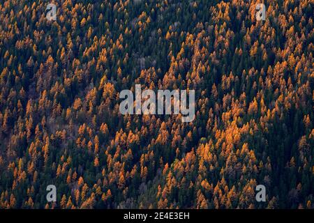 Schöner oranger und roter Herbstwald, viele Bäume auf den orangen Hügeln, Schweiz in den Alpen, Europa. Stockfoto