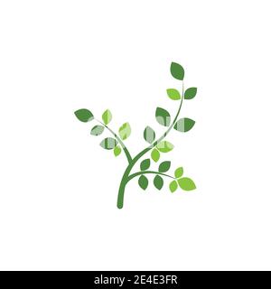 Moringa Blatt Logo Vorlage Vektor Symbol Natur Stock Vektor