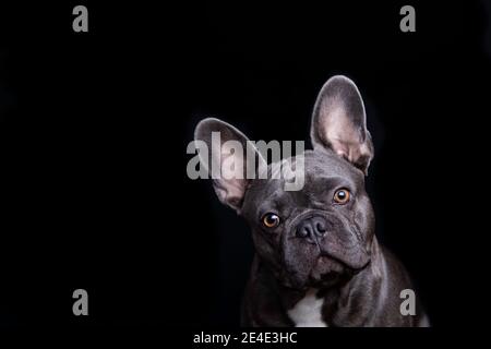 Liebenswert grau französisch Bulldog kippen seine Hand und Blick direkt auf die Kamera, auf schwarzem Hintergrund Stockfoto