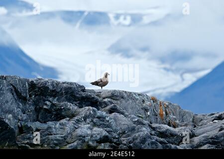 Brauner Skua, Catharacta antarktis, Wasservogel auf dem Felsen sitzend, svalbard Norwegen. Eisbrecher mit Berg, arktische Tierwelt. Eis und Schnee, Vogel in t Stockfoto