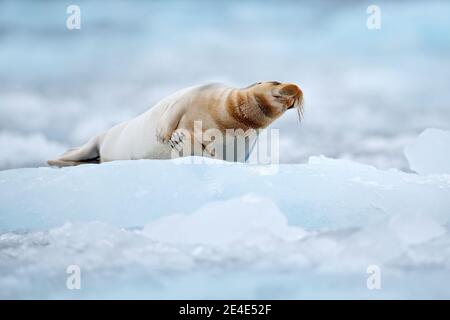 Niedliche Robbe in der Arktis verschneiten Lebensraum. Bärtige Robbe auf blauem und weißem Eis in arktischer Spitzbergen, mit aufziehender Flosse. Wildlife-Szene in der Natur. Stockfoto