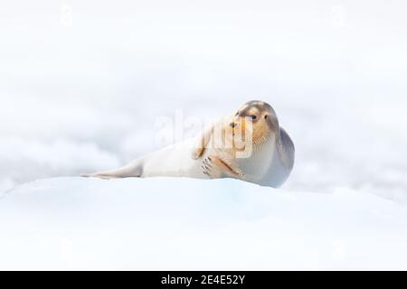 Niedliche Robbe in der Arktis verschneiten Lebensraum. Bärtige Robbe auf blauem und weißem Eis in arktischer Spitzbergen, mit aufziehender Flosse. Wildlife-Szene in der Natur. Stockfoto