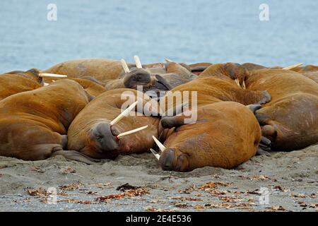 Walrosskampf am Sandstrand. Detailportrait von Walrus mit großem weißen Stoßzahn, Odobenus rosmarus, großes Tier im Naturraum auf Spitzbergen, Norwegen. Stockfoto