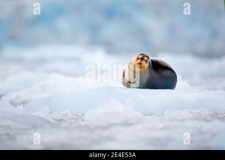 Niedliche Robbe in der Arktis verschneiten Lebensraum. Bärtige Robbe auf blauem und weißem Eis in arktischer Spitzbergen, mit aufziehender Flosse. Wildlife-Szene in der Natur. Stockfoto