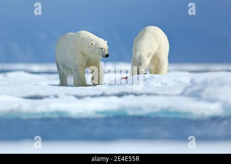 Eisbären mit abgetöteten Robben. Zwei Weißbären, die sich auf Drift-Eis mit Schnee ernähren, Svalbard, Norwegen. Blutige Natur mit großen Tieren. Gefährlicher Bär mit Kil Stockfoto