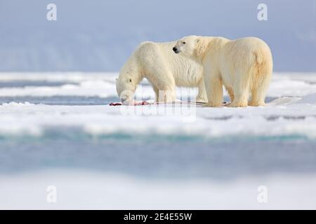 Zwei Eisbären mit abgetöteten Robben. Weißbär füttert auf Drift-Eis mit Schnee, Manitoba, Kanada. Blutige Natur mit großen Tieren. Gefährliche baer mit Auto Stockfoto