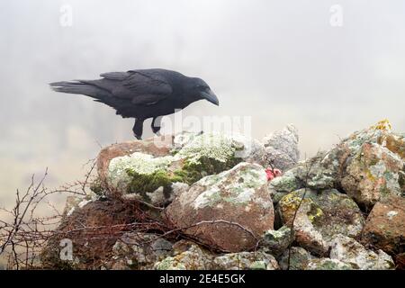 Rabe, nebliger Tag. Schwarzer Rabe sitzt auf dem Stein. Stein mit Flechten und schwarzem Vogel. Rabe auf dem Felsen. Wildlife-Szene aus der Natur. Vogel mit großer bil Stockfoto