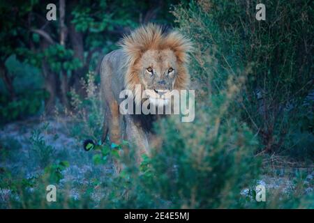 Mähne Löwe mit offener Schnauze mit Zahn. Porträt eines Paares afrikanischer Löwen, Panthera leo, Detail großer Tiere, Okavango Delta, Botswana, Afrika. Katzen Stockfoto