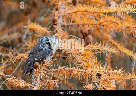 Eule versteckt in der gelben Lärche. Vogel mit großen gelben Augen. Borealkauz in der Orange verlassen den Herbstwald in Mitteleuropa. Detail Porträt von bir Stockfoto