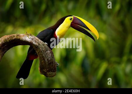 Chesnut-mandibled Toucan sitzt auf dem Zweig in tropischen regen mit grünen Dschungel im Hintergrund. Wildlife-Szene aus der Natur mit schönen Vogel mit b Stockfoto
