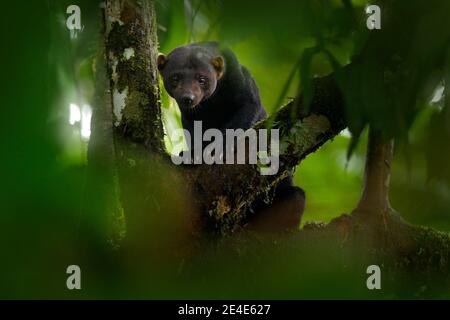 Tayra, Eira barbara, Allesfresser aus der Wieselfamilie. Tayra versteckt im tropischen Wald, sitzt auf dem grünen Baum. Wildtierszene aus der Natur, C Stockfoto