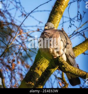 Britische Tierwelt: Gewöhnliche Waldtaube (Columba palumbus) mit aufgespannten Federn an einem kalten Wintermorgen - warm halten Stockfoto