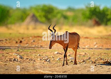 Hartebeest im Gras, Namibia in Afrika. Rot, Alcelaphus buselaphus caama, Detailportrait von großen braunen afrikanischen Säugetieren in Natur Lebensraum. Sassaby Stockfoto