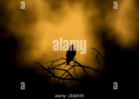 Silhouette des Steppenadlers bei Sonnenuntergang mit großem Gähnen-Ausdruck Thront auf Baum in dramatischen Vordergrund keoladeo Nationalpark bharatpur Vogelschutzgebiet Stockfoto