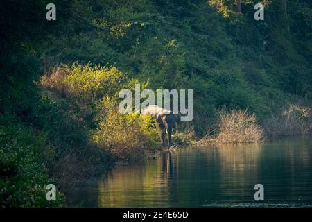 Wilder asiatischer Elefant oder Stoßzähne mit großen Stoßzähnen in der Nähe von ramganga Fluss im natürlichen grünen Hintergrund bei dhikala Zone von jim corbett Nationalpark uttarakhand Stockfoto