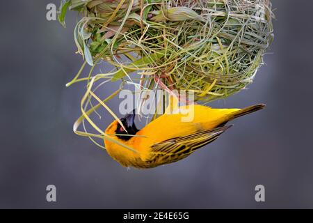 Nest wird gebaut. Afrikanischer südlicher maskierter Weber, Ploceus velatus, baut das grüne Grasnest. Gelbe Vögel mit schwarzem Kopf mit rotem Auge, Tierverhalten Stockfoto