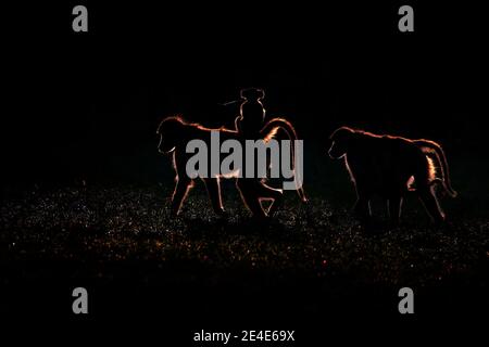 Sonnenuntergang, Abend Hintergrundbeleuchtung und Affenfamilie mit Baby jung. Chacma Pavian, Papio hamadryas ursinus, Affe in der Natur Lebensraum in der Nähe von Khwai, Okavango Stockfoto