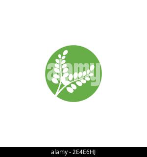 Moringa Blatt Logo Vorlage Vektor Symbol Natur Stock Vektor